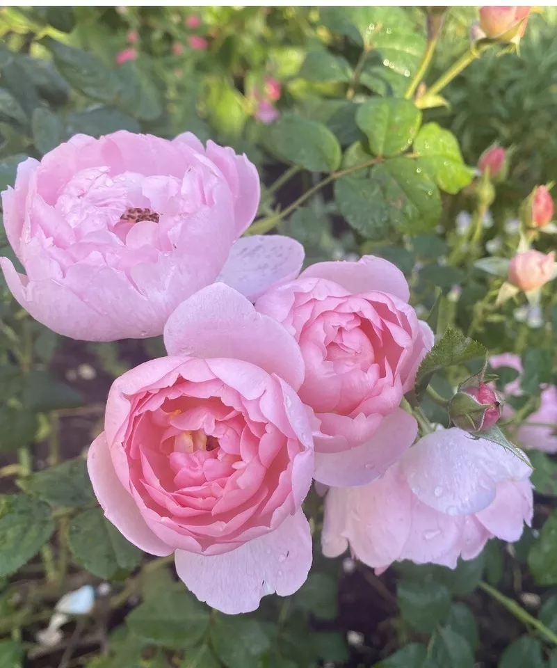 David Austin Rose Cuttings, 3 Unrooted Stems, 5" Long, Soft Pink Flowers, USDA Zones 5-9