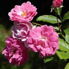 Eglantine Rose Cuttings, Rosa eglanteria, Fragrant Leaves, Edible Hips & Flowers, USDA Zones 4-9, English Garden