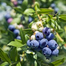 Vaccinium Cuttings - 4 Count - Evergreen Blueberry - Ornamental Shrub