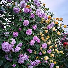 20 Purple Climbing Rose Seeds - Rare Fragrant Vine - Fast-Growing Perennial - Beautiful Garden Blooms - Easy to Grow