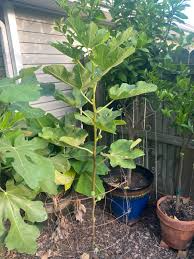 Black Madeira Fig Cuttings, Ficus carica, 2 Hardwood Stems, 8-10" Length, USDA Zones 7-10