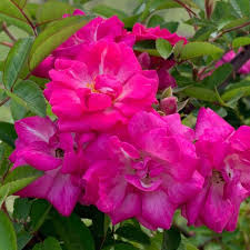 5 Peggy Martin Rose Cuttings - Katrina Rose Unrooted 7-8” | Hardy Climbing, Rose of Katrina