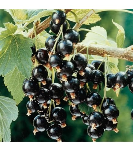 6 Black Currant (Smorodina) Unrooted Cuttings 6-9" Organic, Non-GMO, Fresh, Perfect for Rooting, Fruit Bush, Healthy & Delicious Berries