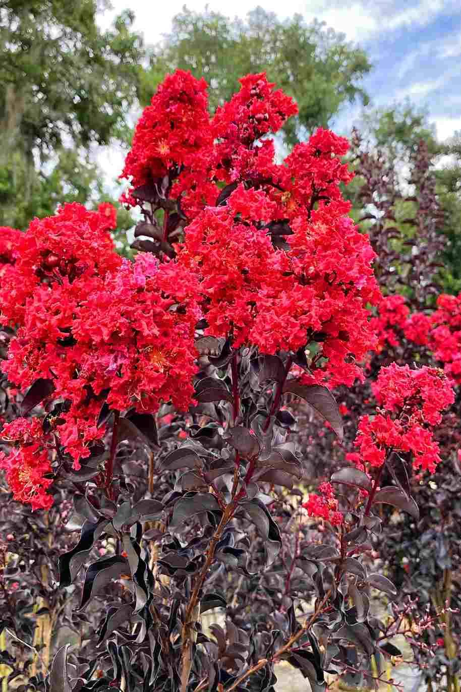 Black Diamond Crape Myrtle Starter Plants - 2 Rooted 6" Cuttings - Dark Red Flowers, Purple-Black Foliage