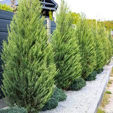 Leyland Cypress Cuttings - 10 Pack - Fast Growing Privacy Screen - Evergreen Hedge - Zones 6-10 -