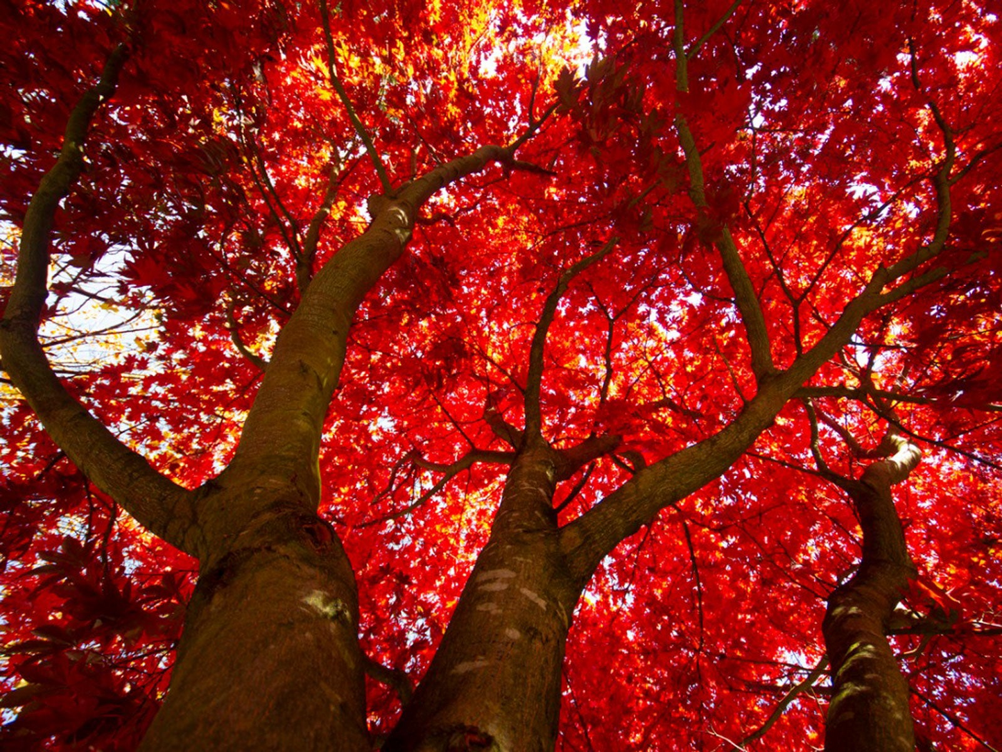 Red Maple Tree Cuttings, Acer rubrum, 12 Live Clippings, Color-Changing Foliage, USDA Zones 3-9, Wildlife Habitat