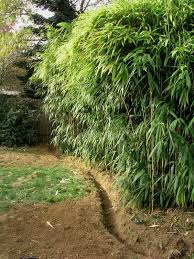 7 Fresh Root Clippings ā Green Arrow Japanese Running Bamboo | Organic, Cold-Hardy, Privacy Wall Plant