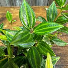 5 Peperomia Angulata Variegated Funky Frog 4" Unrooted Cuttings - Rare Peperomia Houseplant, Easy Care Succulent, Perfect for Propagation