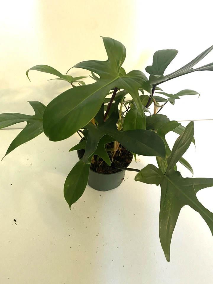 Philodendron Florida Ghost, 3" Potted Live Plant, Color-Changing Foliage, Rare Aroid