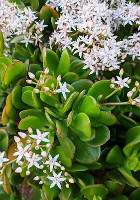 Jade Plant Cuttings - 2 Pack - Crassula ovata - Easy Care Succulent - Houseplant Propagation - 3-5" Unrooted Stems