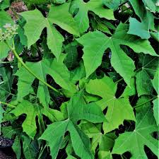 Chaya Tree Cuttings - 3 Live 6-8 Inch Stems, Cnidoscolus aconitifolius, Mayan Spinach, Tropical Edible Plant, Fast Growing