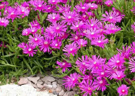 Delosperma Cuttings, 5 Stem Pieces, Purple-Pink Ground Cover, Drought Tolerant Succulent, USDA Zones 6-9