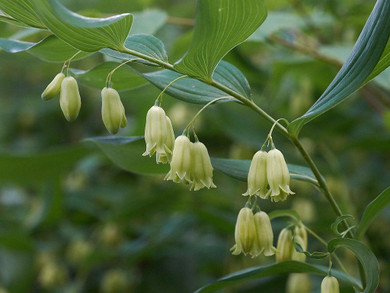 3 True Solomon’s Seal Plants - Bare Root Polygonatum Biflorum | Perennial Shade Plant | Native Woodland Wildflower