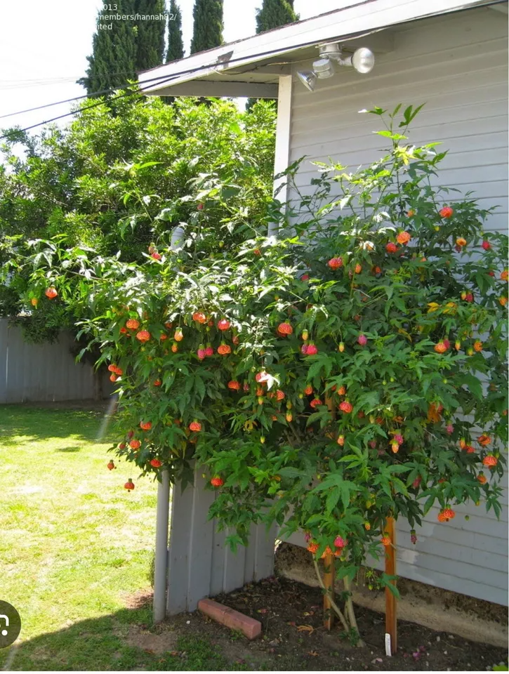 Tiger Eye Abutilon Starter Plant - Small Rooted Flowering Maple, Unique Orange Blooms, Houseplant or Patio, 4" Pot