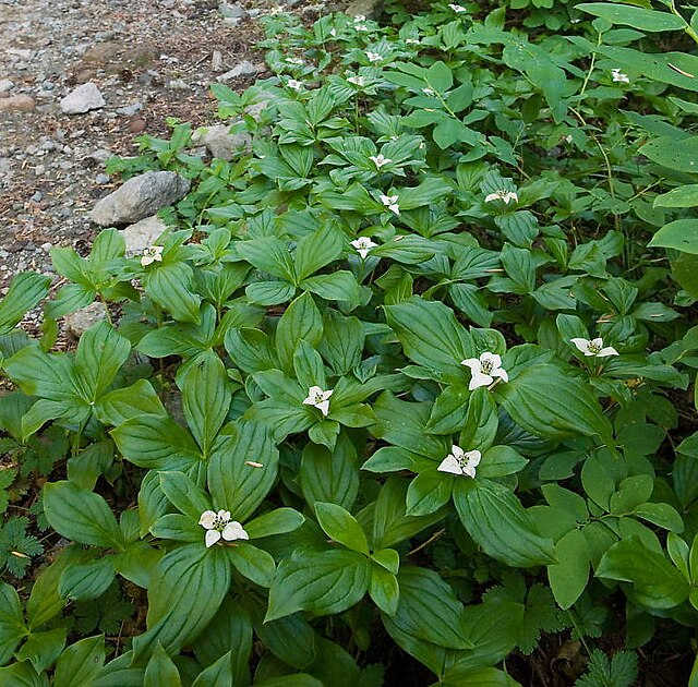 Cornus canadensis Rhizomes - 2 Count - Bunchberry - Wild Harvested Alaska