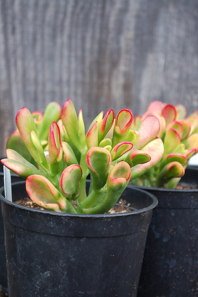 Hobbit Jade Live Plant - Crassula 'Shrek Ears' Succulent, Red-Tip Leaves, 6"+ Cutting, Indoor/Outdoor, Zones 10+, No Heat Pack