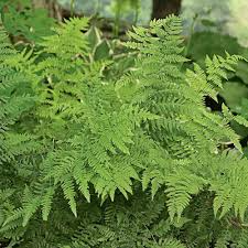 3 Lady Fern Plants - Bare Root Athyrium filix-femina | Native Woodland Fern | Shade-Loving Perennial for Gardens