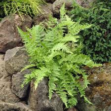 5 Lady Fern Plants - Athyrium filix-femina | Bare Root Woodland Fern | Native Perennial for Shade & Moist Gardens