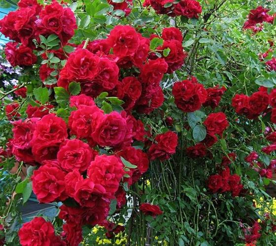 Rosa 'Blaze Improved' Climbing Rose, 6 Rooted Cuttings, Deciduous Vine, USDA Zones 5-9, Full Sun