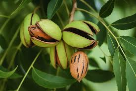 5 Pecan Tree Seeds - Carya illinoinensis | Organic Perennial Nut Tree | Fast-Growing Shade & Orchard Tree