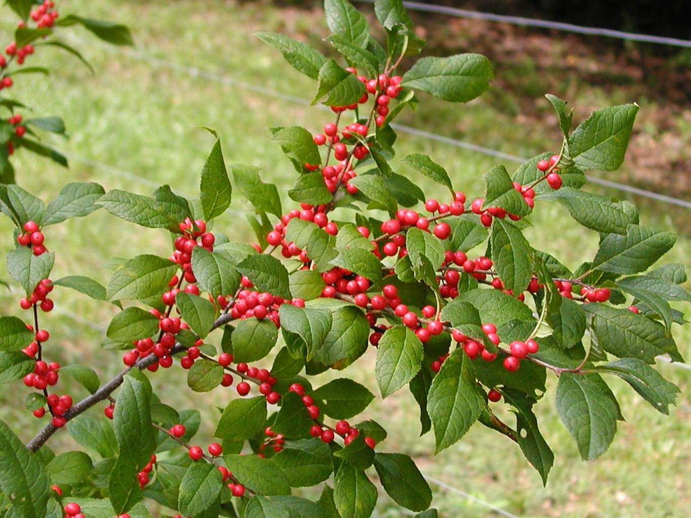 250 mg Seeds Ilex Verticillata - Winterberry Holly for Planting | Decorative Shrub for Wildlife & Landscaping