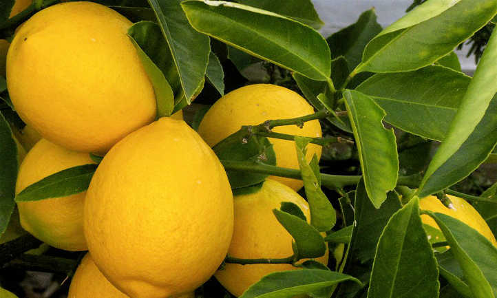 Lemon Tree Cuttings - 6 Live 8-11" Cuttings, Citrus limon, Grafting/Rooting