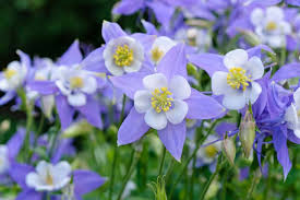 500+ Blue Colorado Columbine Seeds | Aquilegia caerulea | Non-GMO Perennial Wildflower for Pollinator Gardens & Rocky Landscapes