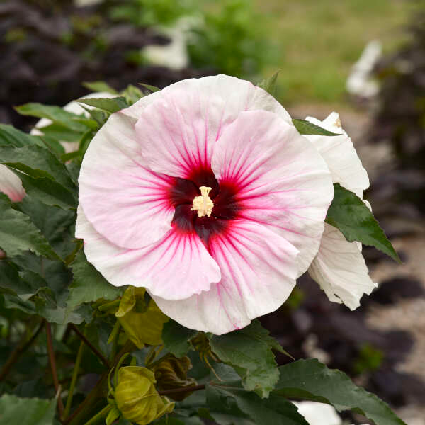 3 Live Hibiscus Angel Eyes Cuttings – Beautiful Flowering Plant for Propagation, Hardy Hibiscus (Hibiscus rosa-sinensis)