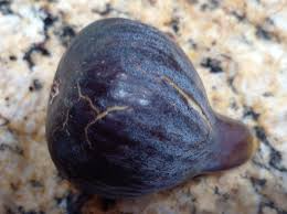 Black Madeira Fig Cuttings - 2 Live Cuttings, Ficus carica, Includes Willow Water