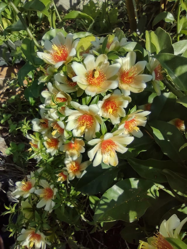 Pereskia aculeata Variegated, 4" Potted Plant, Cactus with Leaves, Rare Variety