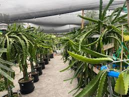 Dragon Fruit Cuttings 8-12 Inches - Random Variety - Red/Yellow/White/Purple/Pink