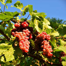 Red Flame Seedless Grape Vine, Vitis vinifera, 12+ Inch Rooted Plant, USDA Zones 7-10, Full Sun, Bare Root