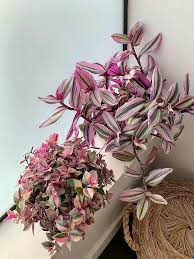Tradescantia Nanouk Cuttings, 3 Unrooted Stems, Pink Variegated Foliage, Trailing Plant, USDA Zones 9-12