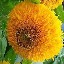 50 Rare Yellow Enchanting Giant Teddy Bear Sunflower Seeds - Non-GMO Heirloom - Fluffy Blooms - Easy to Grow - Pollinator Friendly