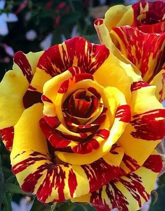 20 Dragon Tiger Rose Seeds - Rare Striped Rose Variety - Exotic Red & Yellow Blooms - Fragrant Perennial - Easy to Grow