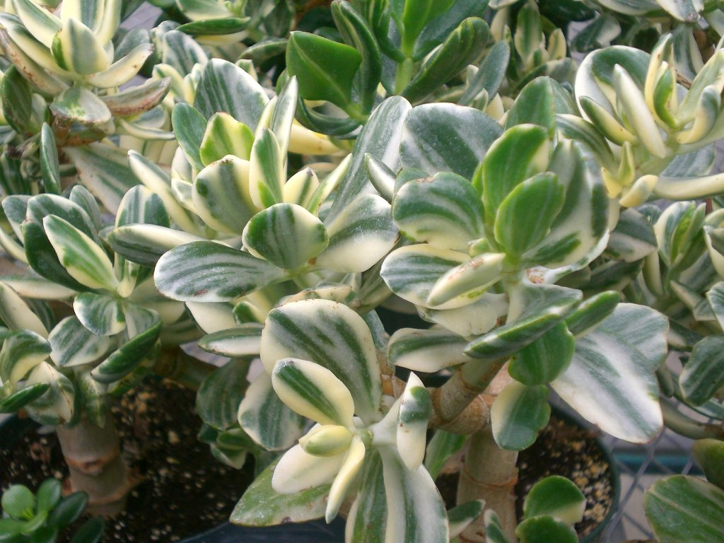5 Cuttings Crassula Ovata Variegated Jade Lemon Lime Tri-Color Succulent Cactus