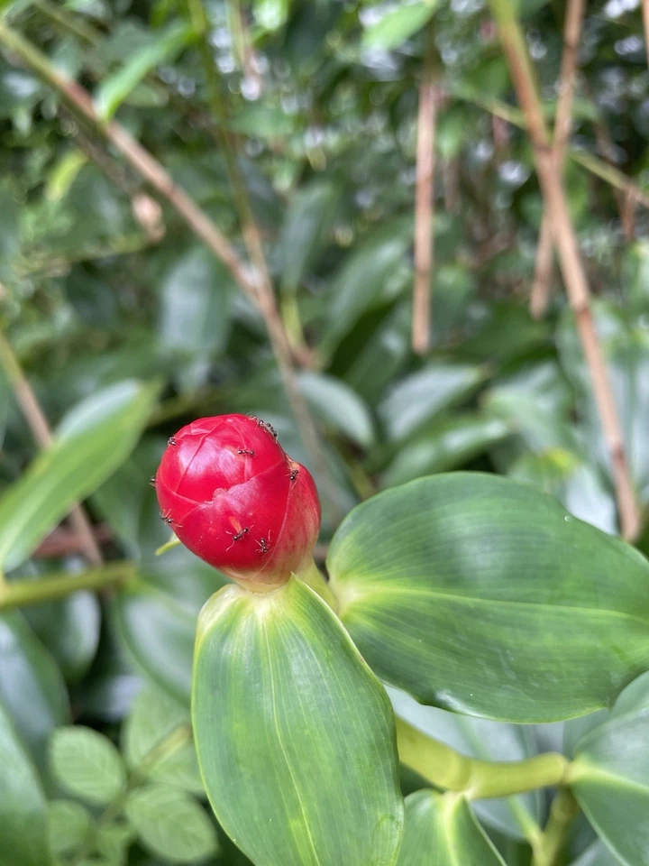 Costus Woodsonii Cuttings - 12 Pcs, Hawaiian-Grown Red Cone Ginger, Organic Shampoo Plant, Fast Rooting, Tropical Beauty, 8-10" Stems
