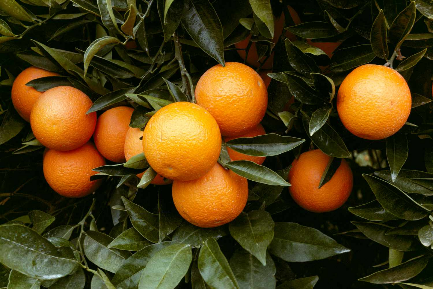 California Navel Orange Cuttings, Citrus sinensis, 5 Grafting Stems, Fruit Tree Propagation, USDA Zones 9-11