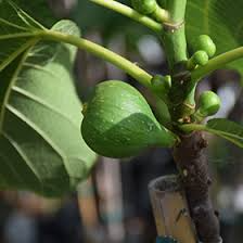 2 Peter's Honey Fig Cuttings/Scions 6" or Longer, 3+ Nodes, Fresh Cut - Ficus carica, Sweet Honey Fig