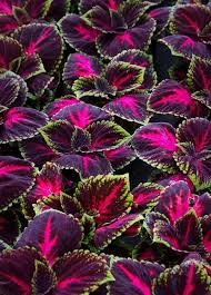1 Red Giant Kong Coleus Rooted Cuttings - Live Flower, Coleus x hybridus, Colorful Foliage, Indoor/Outdoor Plant