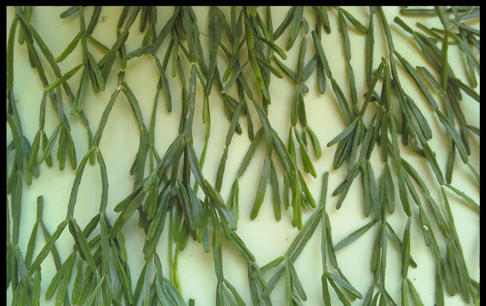 Rhipsalis cassutha Cuttings, 5 Stem Pieces, Epiphytic Cactus, Red Fruit Form, USDA Zones 10-12
