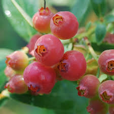 3 Pink Lemonade Blueberry Plants - Vaccinium Rabbiteye | Live Starter Plants | Edible Fruit Bushes for Gardens & Containers