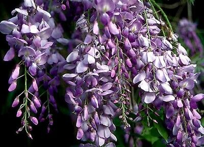 Japanese Wisteria Cuttings (2) - 10 Inch Rooted - Floribunda - Pink/Blue/Purple Blooms