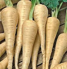 100+ Parsnip Seeds for Planting | Heirloom Pastinaca sativa | Cool Season Root Vegetable for Garden Beds, Raised Rows, or Containers