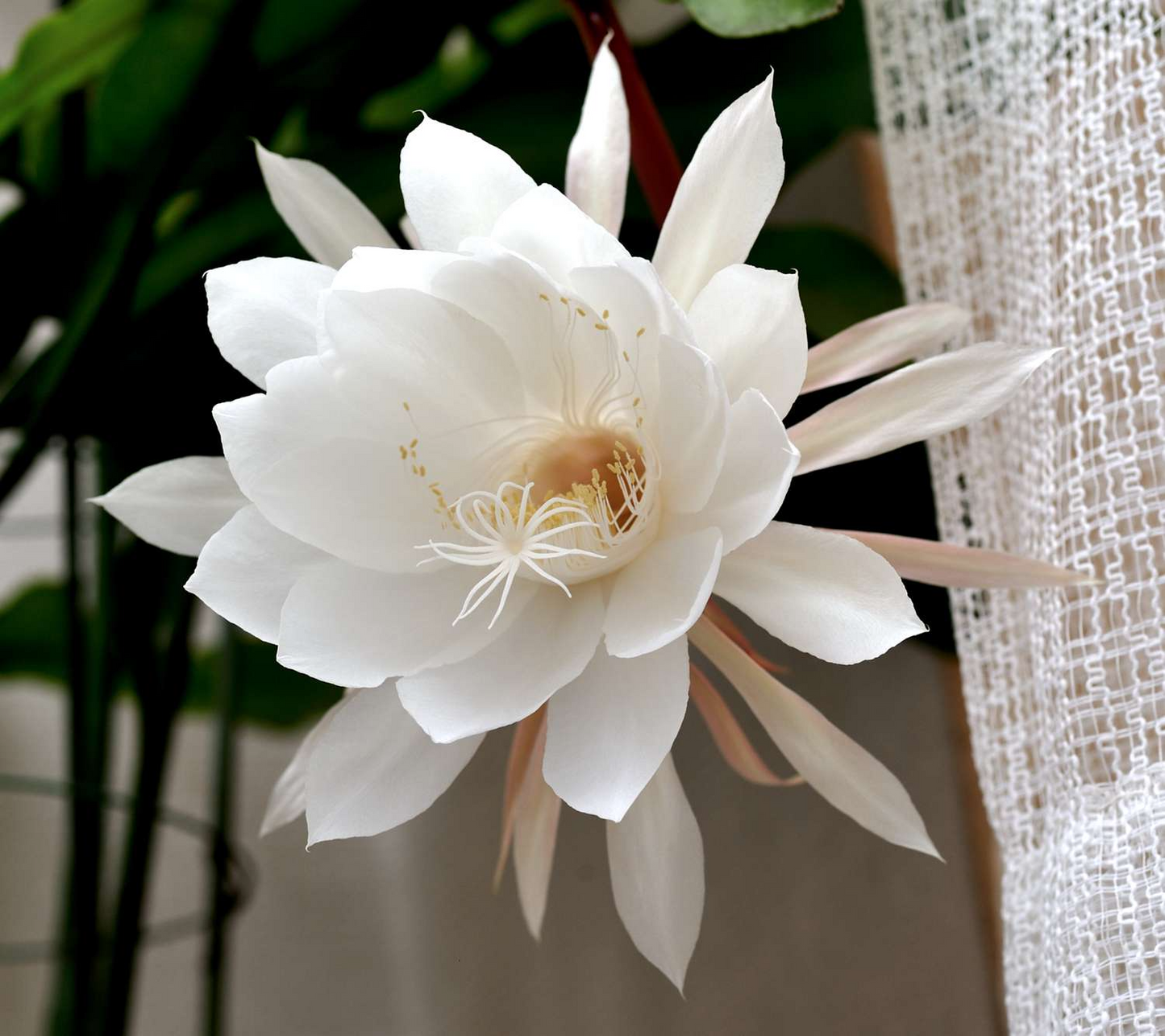 Queen of the Night Cactus Cutting, Epiphyllum oxypetalum, Unrooted 3-Leaf Stem, Fragrant Night Bloom, USDA Zones 10-12, Houseplant