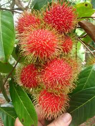 Rambutan Cuttings - 5 Live 5-6" Cuttings, Nephelium lappaceum, Tropical Fruit Tree