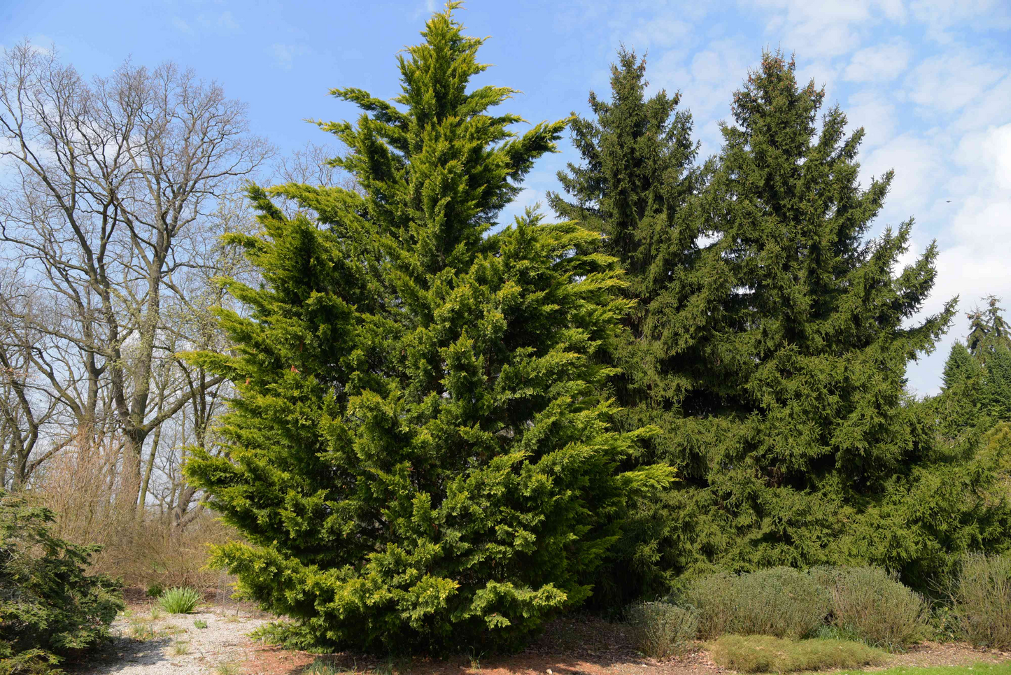 Leyland Cypress Cuttings, 10 Fresh Clippings, Evergreen Privacy Screen, USDA Zones 6-10, Fast Growth