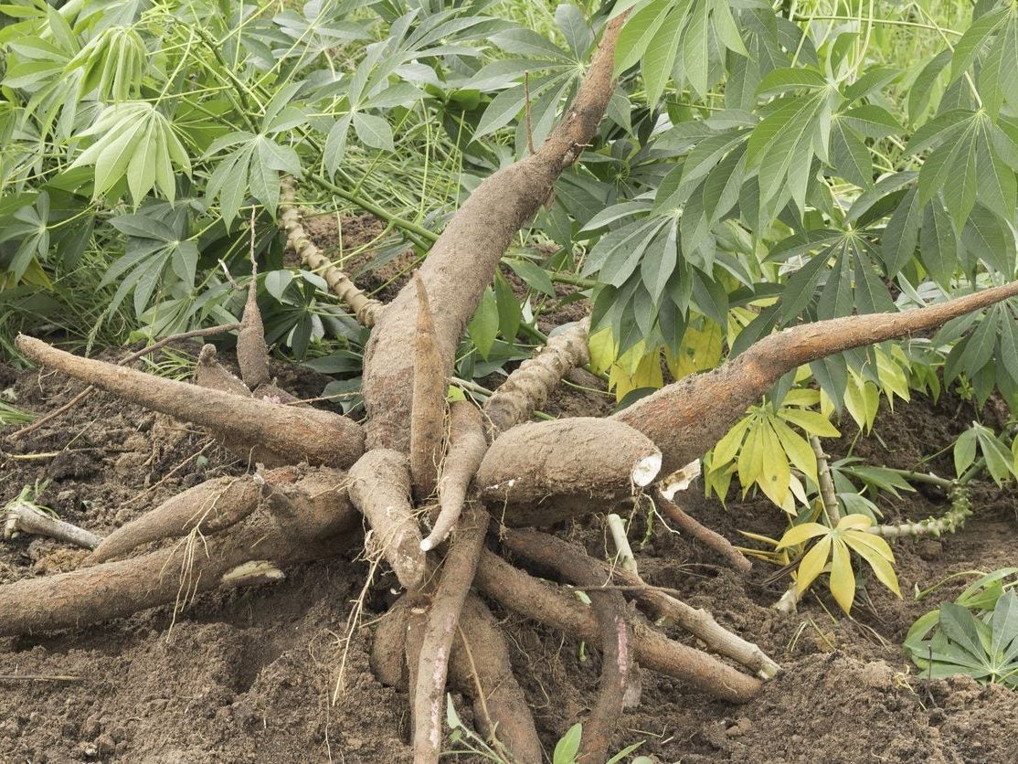 Yucca Cassava Cuttings (5) - 6 Inch Stems w/Rooting Hormone - Tropical Edible Plant