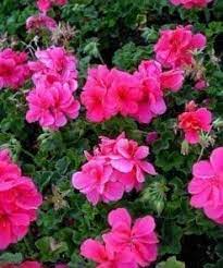 Hot Pink Ivy Geranium Cuttings - 5 Count - Pelargonium peltatum - Flowering Plant
