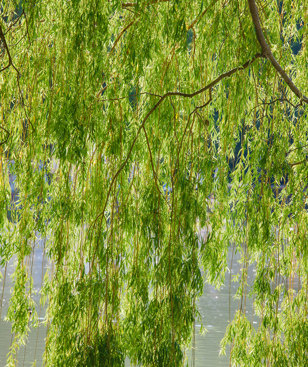 Salix babylonica Cutting, Weeping Willow Bonsai Stock, Thick Trunk, Deciduous Tree, USDA Zones 6-8